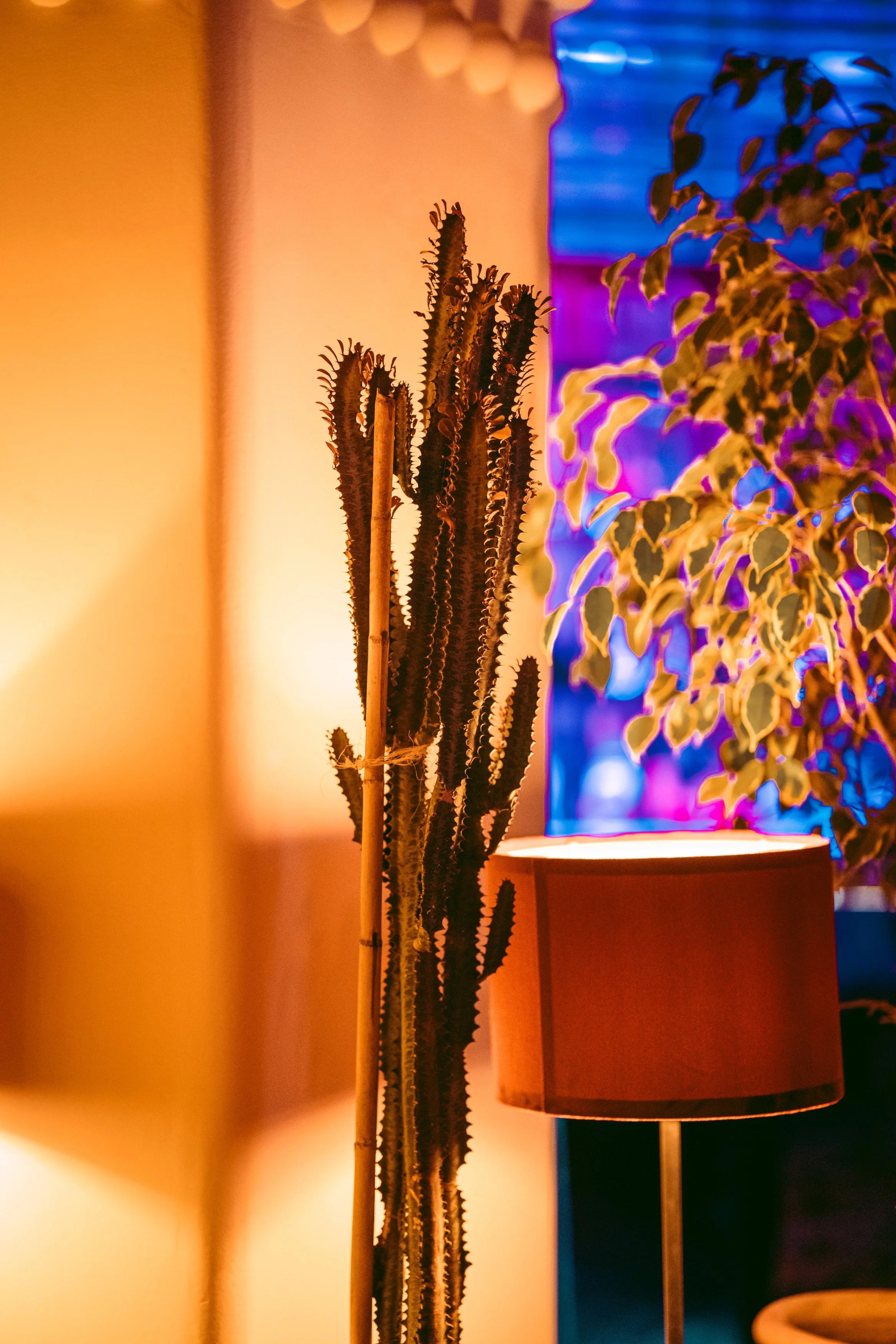 Décoration intérieure Agadir - Cactus et ambiance nature